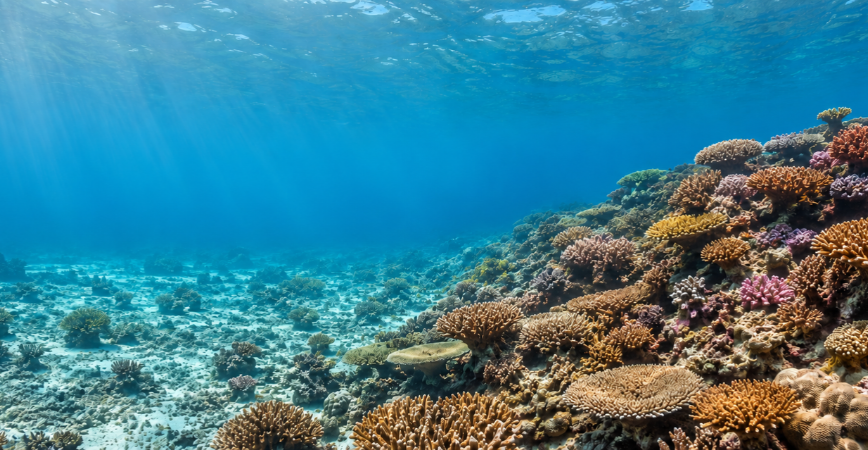 WKK Green Campaign 2026: Coral Reef Restoration